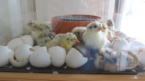 IMG_0506 IMG_0506